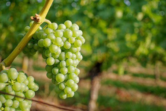 Weinbeeren
