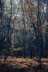 autumn in the forest