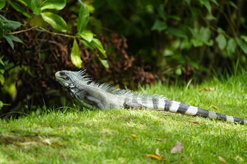 Green iguana (Iguana iguana) Iguanidae family. On the Rio Negro riverside, Manaus - Brazil