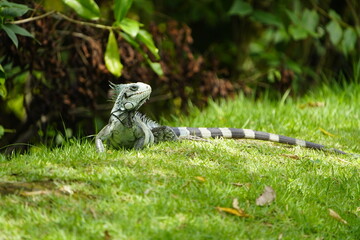 Green iguana (Iguana iguana) Iguanidae family. On the Rio Negro riverside, Manaus - Brazil