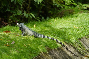 Green iguana (Iguana iguana) Iguanidae family. On the Rio Negro riverside, Manaus - Brazil