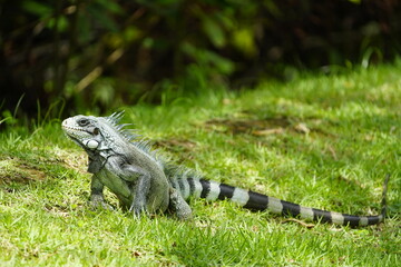 Green iguana (Iguana iguana) Iguanidae family. On the Rio Negro riverside, Manaus - Brazil