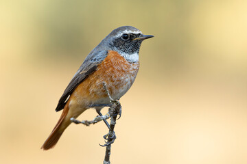 Common redstart on thin branch