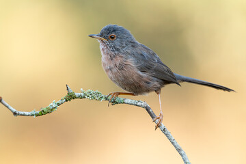 Dartford warbler sitting on twig