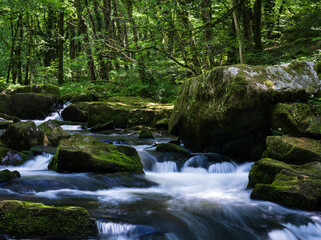 waterfall in the forest