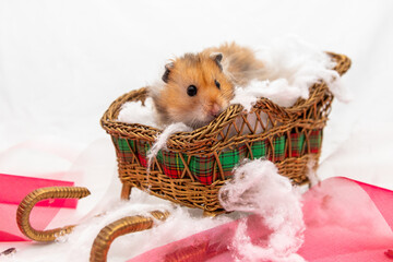 hamster in holiday wicker sleigh with snow