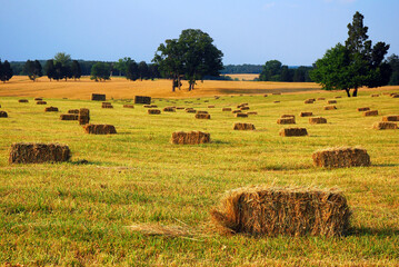 bales of hay are placed throughout the rolling hills of Manassas Battlefield © kirkikis