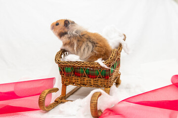 hamster in holiday wicker sleigh with snow