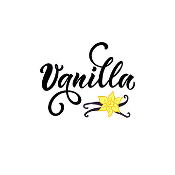 Vanilla hand lettering typography, modern brush ink calligraphy and vanilla flower and sticks vector illustration for packages, product design, poster, decoration isolated on white background