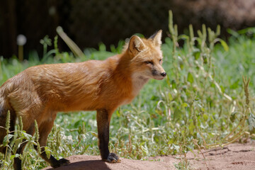 red fox standing 