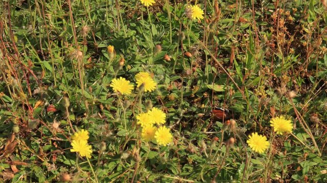 Yellow flowers and green leaves in the garden on a summer day