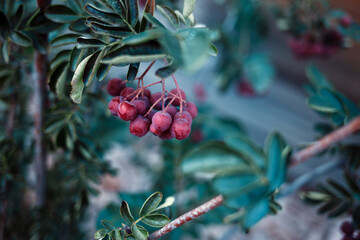Bunch of garnet rowan berries hanging on branch