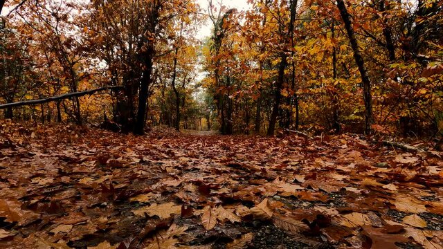 Autumn Landscape in the Woods with Rain and Leaf Fal