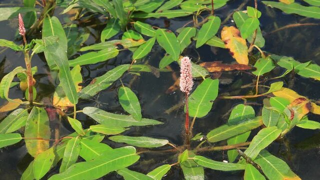 Pink Persicaria flowers on the water in a pond on a summer day