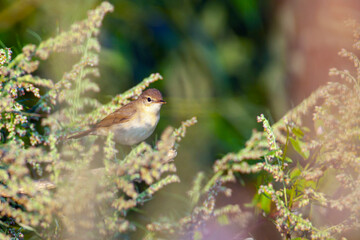 Blyth's reed warbler (Acrocephalus dumetorum) is an Old World warbler in the genus Acrocephalus	