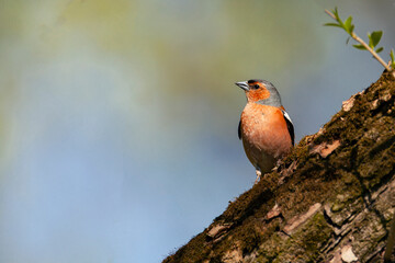 Common chaffinch-Songbird of the finch family.
