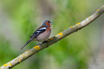 Common chaffinch-Songbird of the finch family.
