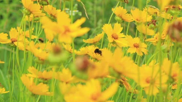 Yellow flowers and green leaves in the garden on a summer day