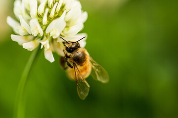 Bee