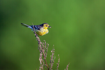 The citrine wagtail (Motacilla citreola) is a small songbird in the family Motacillidae.