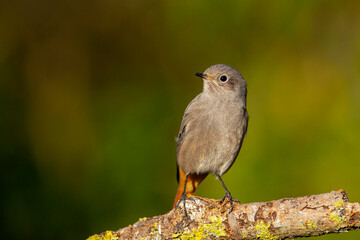 Immature European black redstart.The picture was taken in Central Russia.