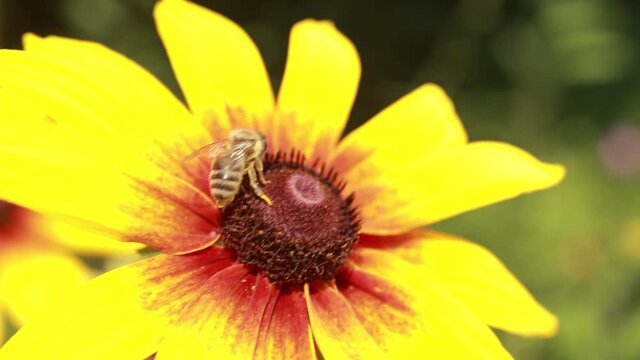 Yellow and red flowers in the park on a summer day