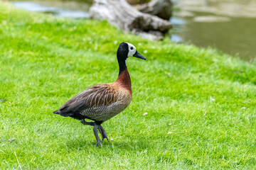 White-faced Whistling Duck, Dendrocygna viduata, duck on the grass