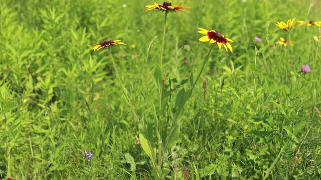 Yellow and red flowers in the park on a summer day