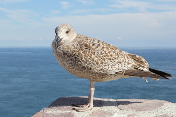 a young seagull stands at a wall at the french coast in normandy with a blue sea and sky in the background in summer