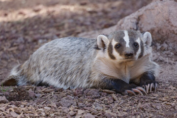 cute Arizona badger laying down 