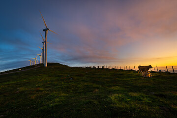 Cows and wind turbines farm at sunrise, Oiz mountain, Basque Country, Spain	
