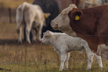 Bulls and cows on pasture land with fence in autumn evening