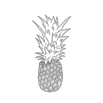 One Black and White Pineapple Hand Drawn 