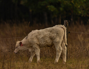 Obraz premium Bulls and cows on pasture land with fence in autumn evening