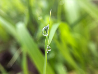 dew on grass