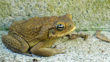 特定外来種、穏やかな表情、オオキヒガエル