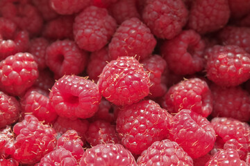 Bright red raspberries. Red berry background, copy space