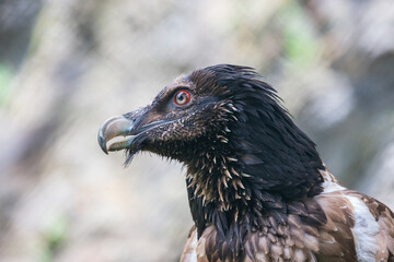 Bearded Vulture - Gypaetus barbatus - a large bird with a curved beak stands on a rock.