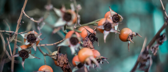 orange rose hips close-up bokeh