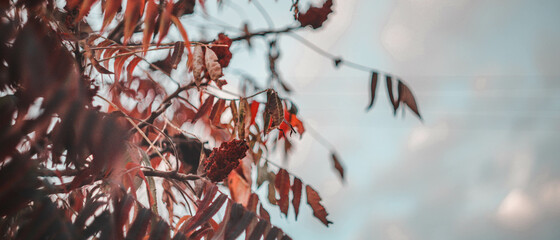  red leaves of the tree of life on a gray-blue sky background