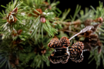 Pine cones jam in a spoon on a black background. Reflection. Healthy food. Photo
