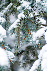 Blue fir tree branches covered in fresh snow closeup. Winter forest after snowstorm background. Selective focus.