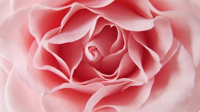 Beautiful pink rose rotating on white background, macro shot. Bud closeup. Blooming pink rose flower open. Holiday backdrop, Valentine's Day concept. High quality 4k footage