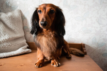 Portrait of a well-groomed long-haired dachshund red and black color, brown eyes, adorable nose