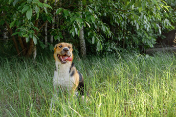 Tricolor monrel dog sitting in the grass with its tongue out. Outbred dog walking for park in summer day.