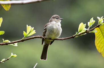 Fototapeta premium Elaenia