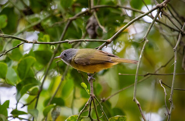 Gray-hooded Flycatcher