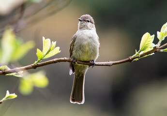 Olivaceous Elaenia