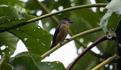Tropical bird