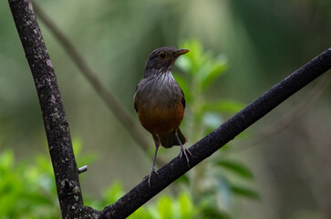 Brazilian songbird